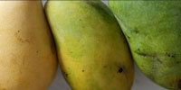 Les différentes couleurs de mangue